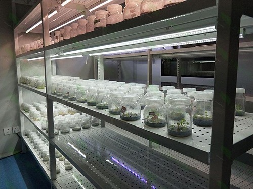 阆中植物组织培养实验室设计建设方案